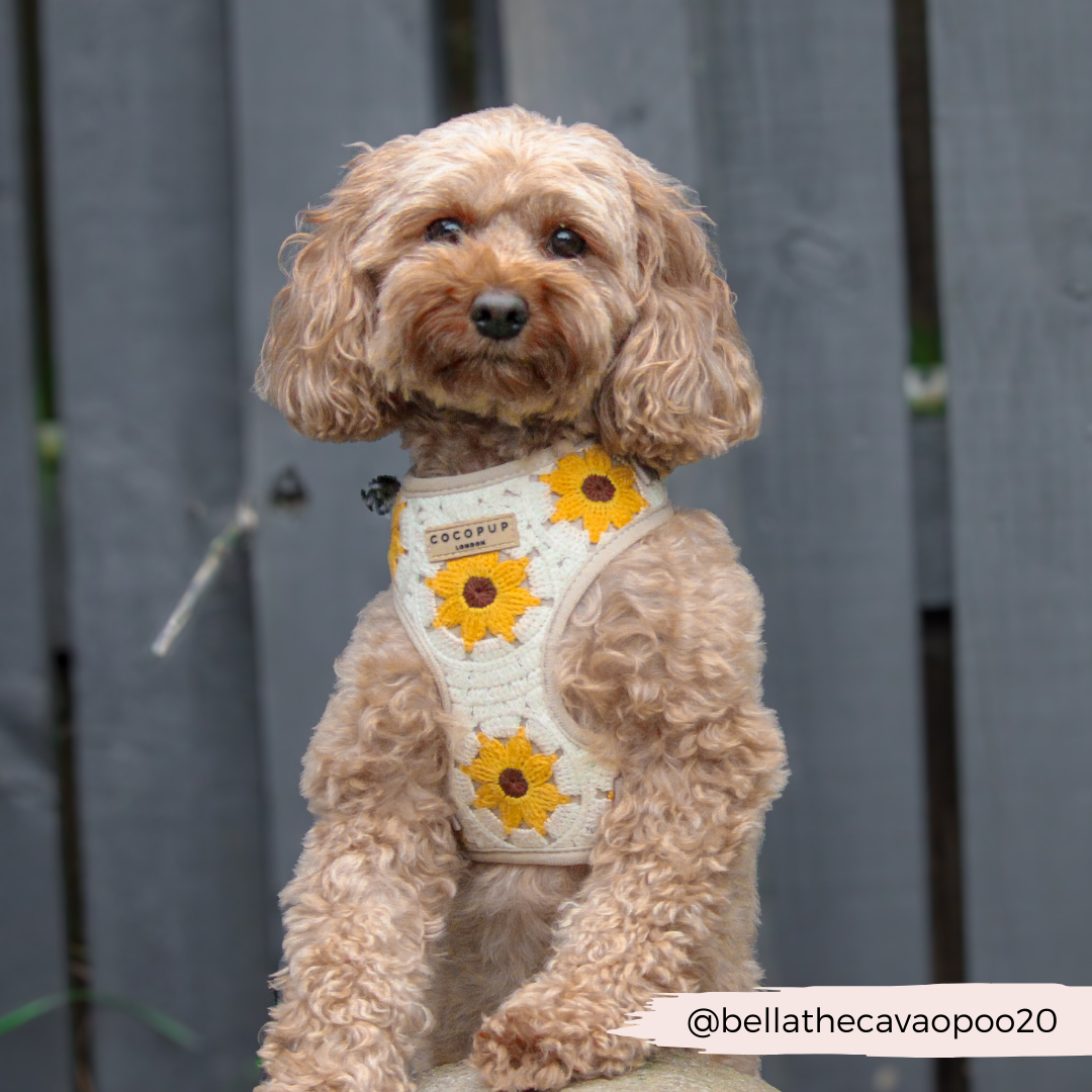 Cocopup London - Sunflower Patch Adjustable Neck Harness