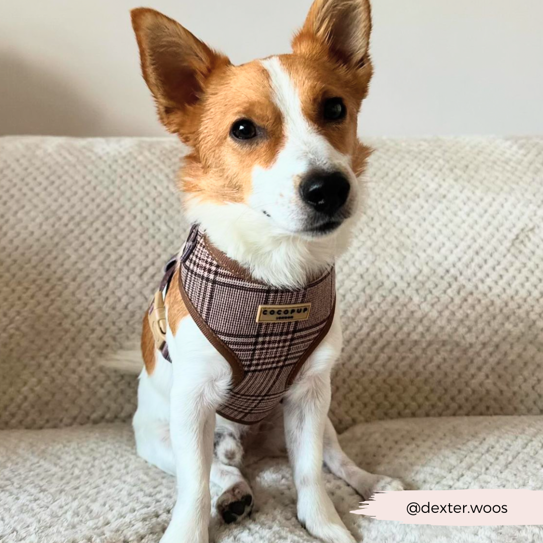 Cocopup London - Pup Plaid Adjustable Neck Harness