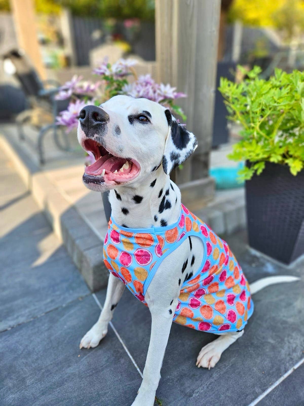 The Paw Print Boutique - Squeeze the Day Cooling Vest