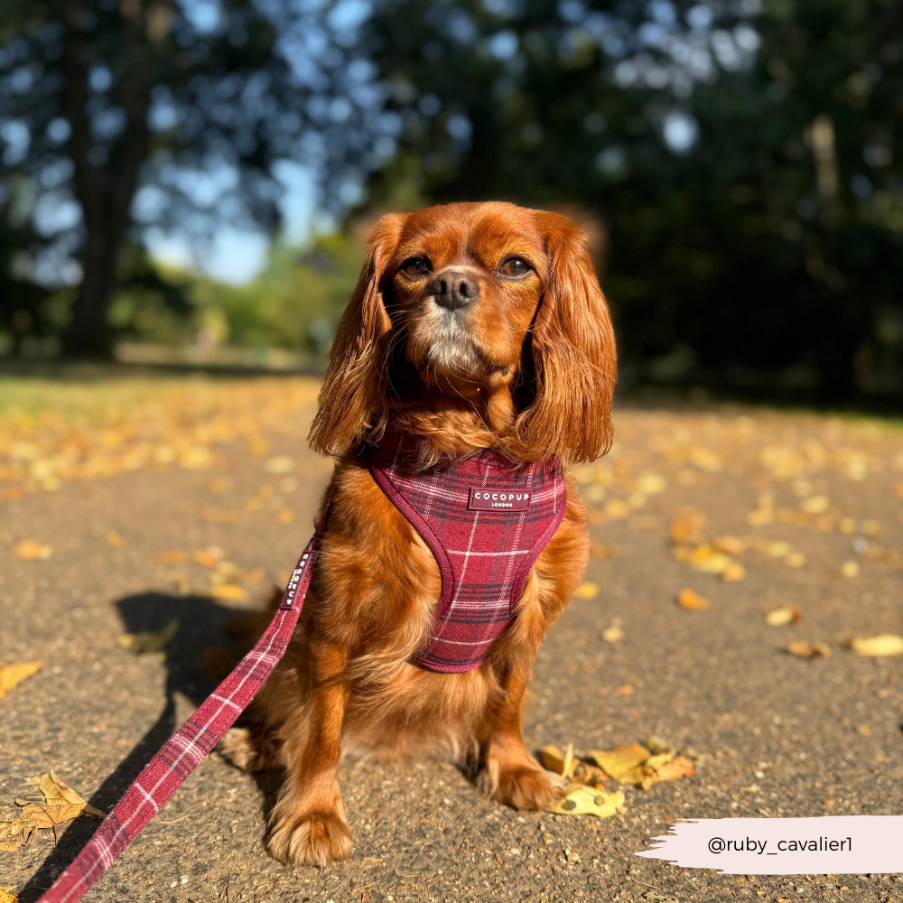Cocopup London - Mulberry Plaid Lead