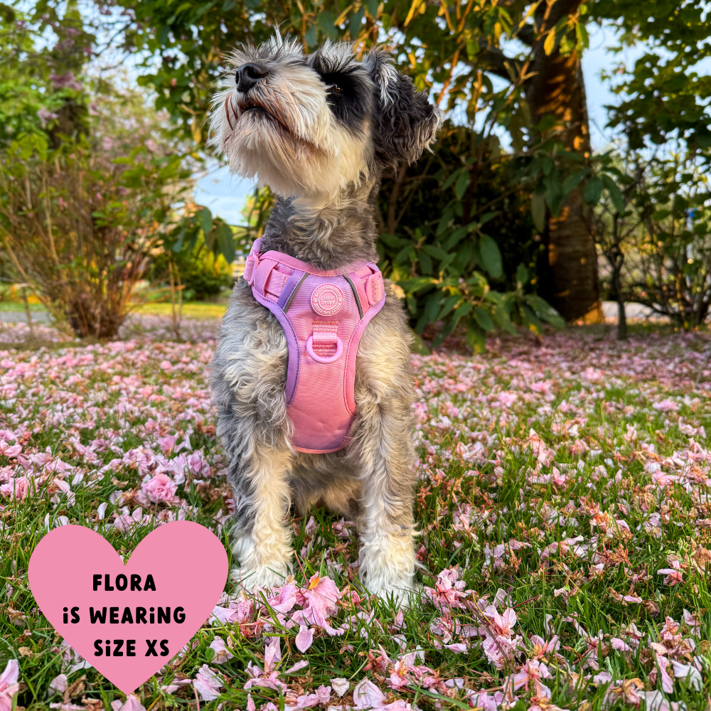 Bailey and Coco - Trail & Glow Dog Harness - COLOUR DROPS® - Love that for you