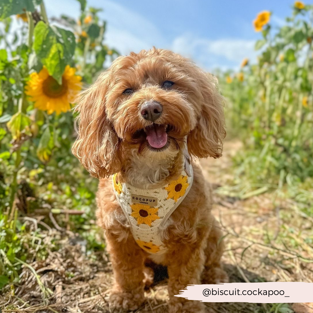 Cocopup London - Sunflower Patch Adjustable Neck Harness