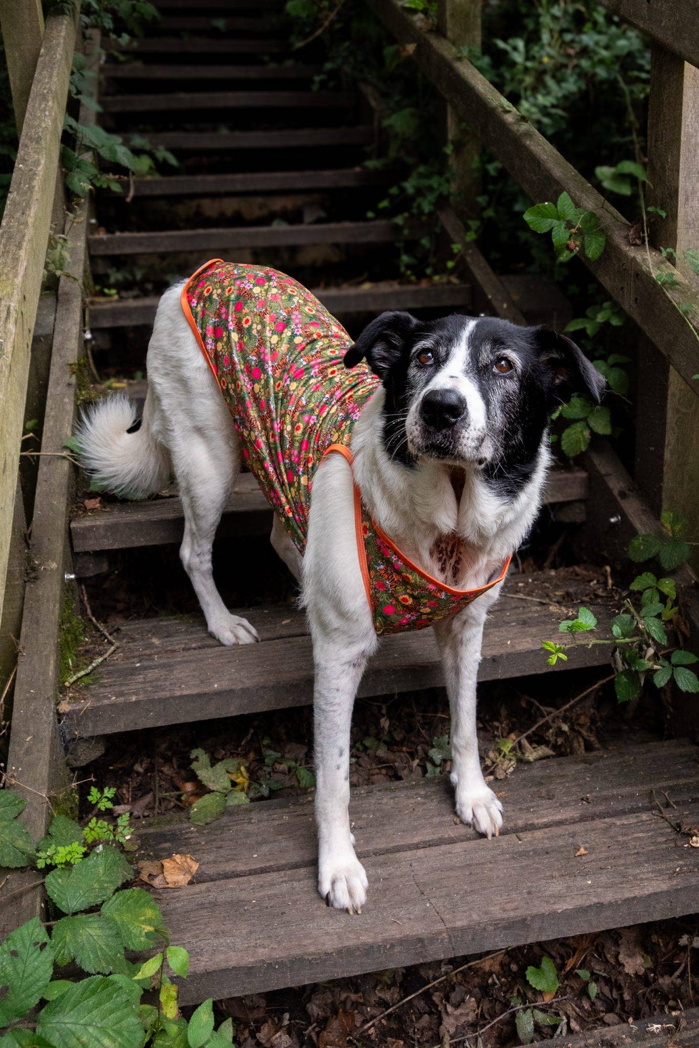 The Paw Print Boutique - The Tiger who came to TPPB Cooling Vest