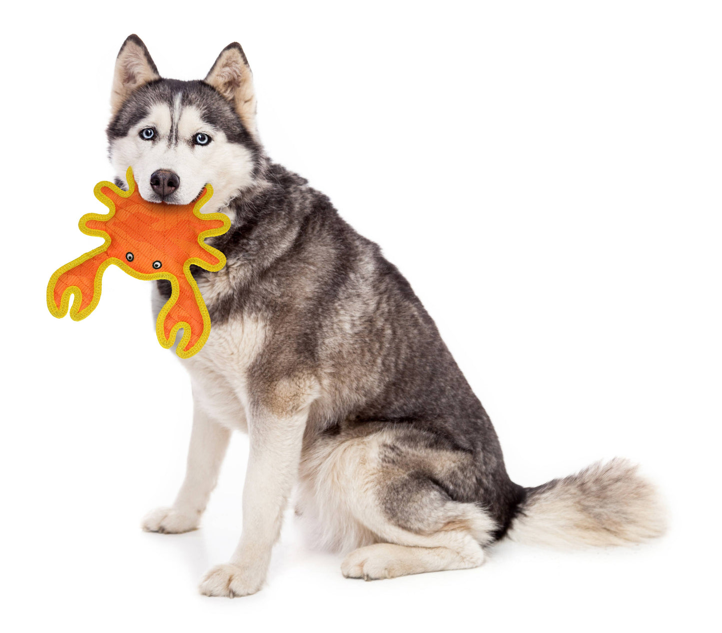 Tuffy Dog Toys - VIP Products - DuraForce Crab Tiger - Orange, Durable, Squeaky Dog Toy