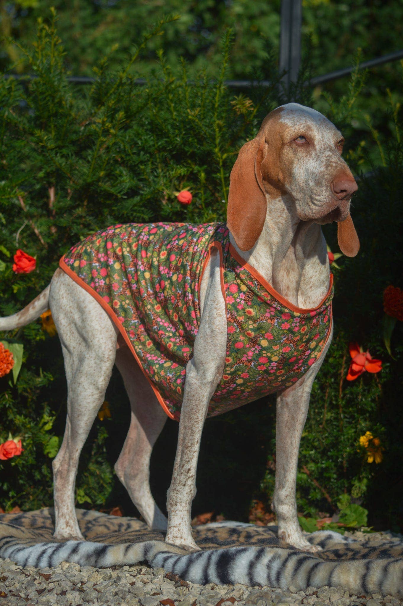 The Paw Print Boutique - The Tiger who came to TPPB Cooling Vest