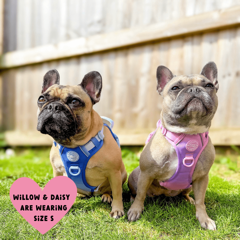 Bailey and Coco - Trail & Glow Dog Harness - COLOUR DROPS® - Love that for you