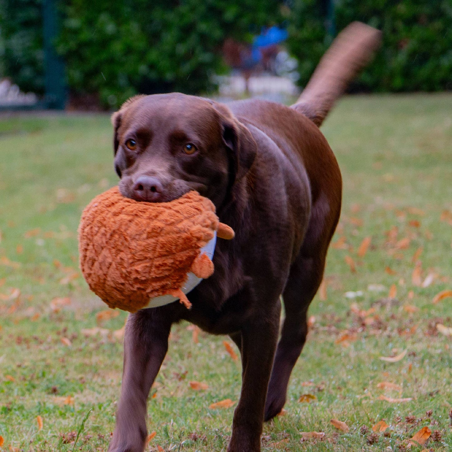 Ancol Pet Products Ltd - Playtime Cuddle Toy for Dogs - Quilted Woodland Animal