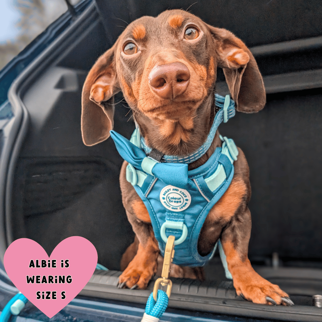 Bailey and Coco - Trail & Glow Dog Harness - COLOUR DROPS® - Ice Teal