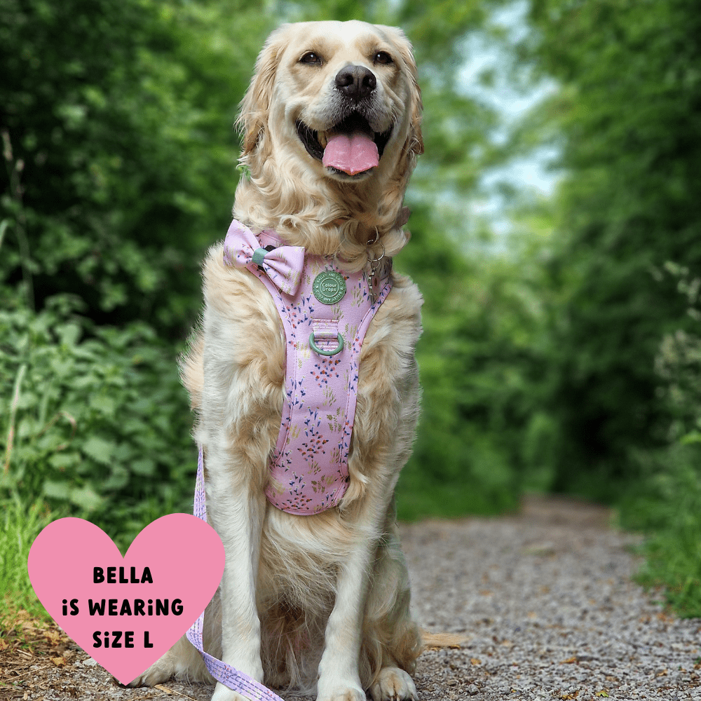 Bailey and Coco - Trail & Glow Dog Harness - COLOUR DROPS® - Pick Me