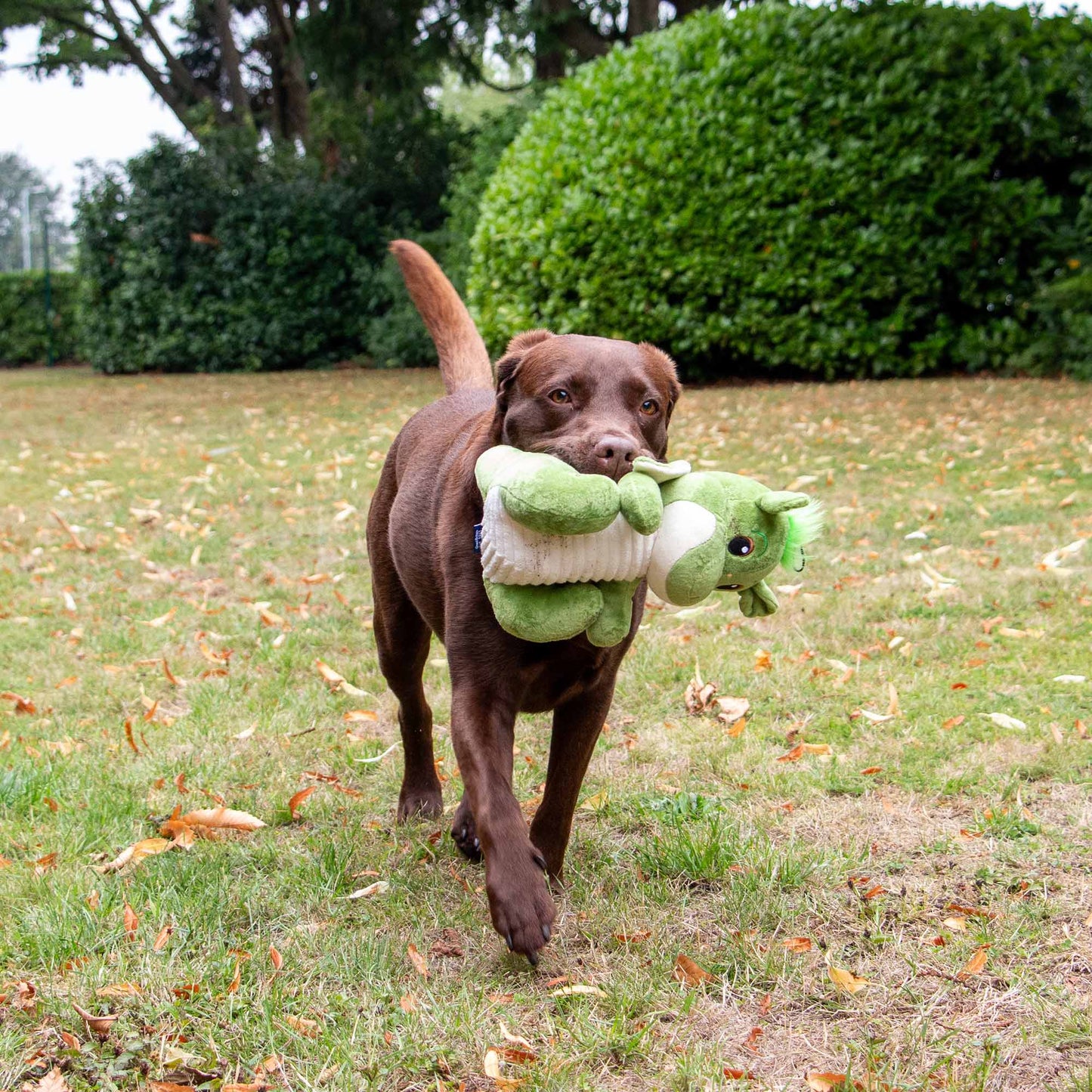 Ancol Pet Products Ltd - Playtime For Dogs Cuddly Sprout The Dragon