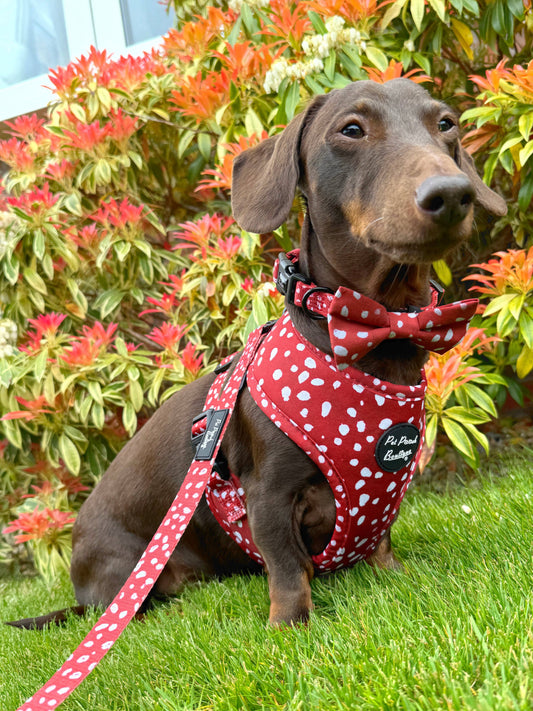 Pet Pooch Boutique - Poppy Toadstool Polkas Dog Lead - Reversible  (red)
