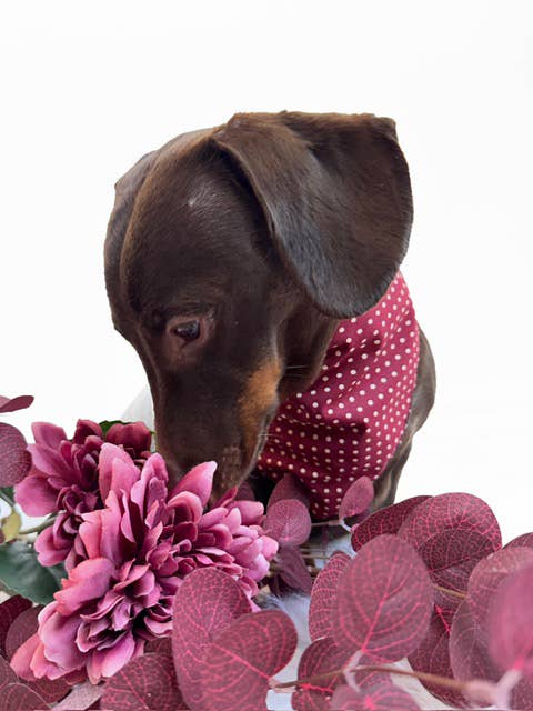 Pet Pooch Boutique - Olde English Red Polka Dot Dog Bandana (classic) - Handmade