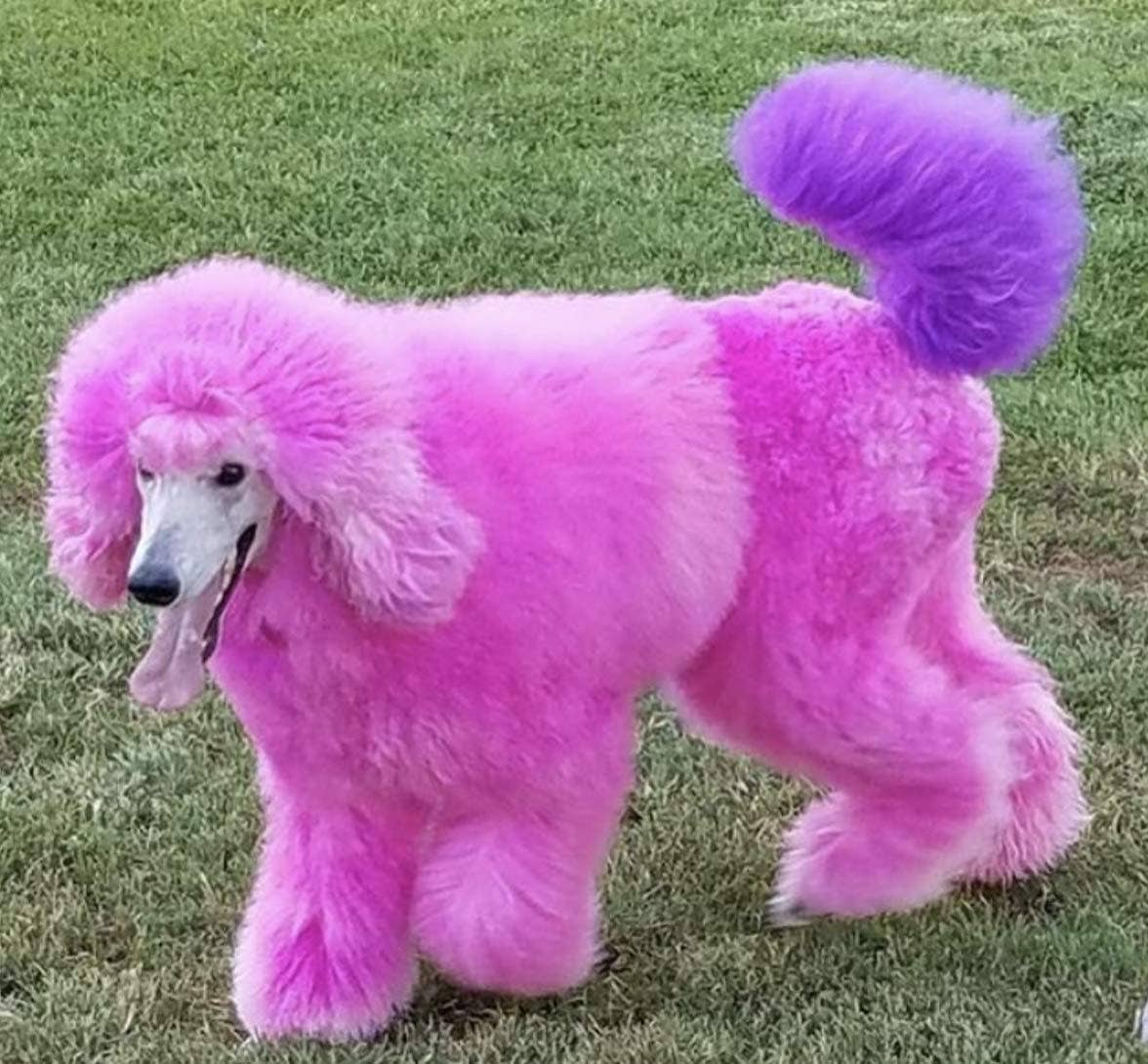 Critter Color - Temporary Fur Coloring - 7 Color Options