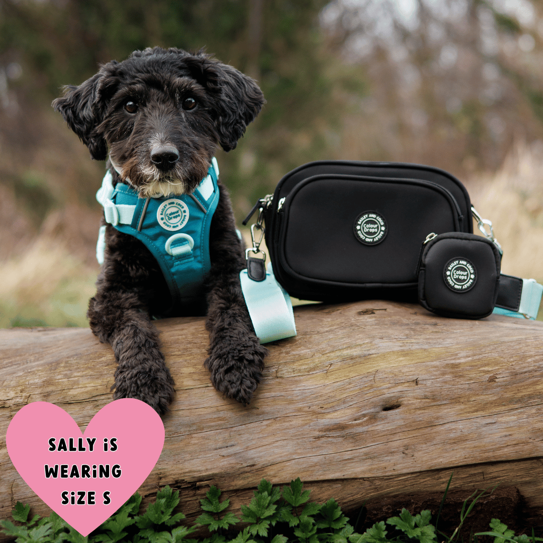 Bailey and Coco - Trail & Glow Dog Harness - COLOUR DROPS® - Ice Teal