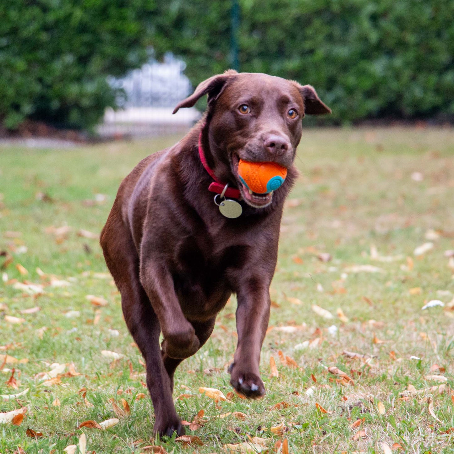 Ancol Pet Products Ltd - Play Time for Dogs Chase Tough Rubber Ball
