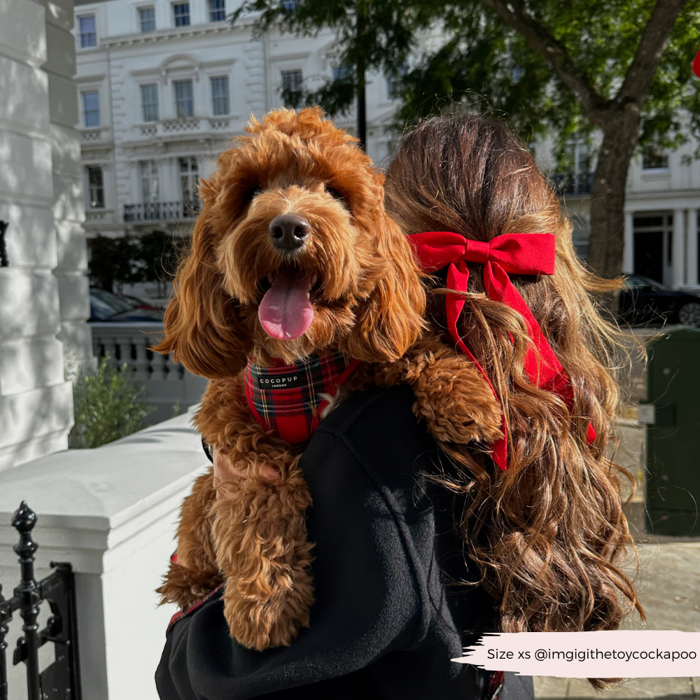 Cocopup London - Tartan Adjustable Neck HARNESS