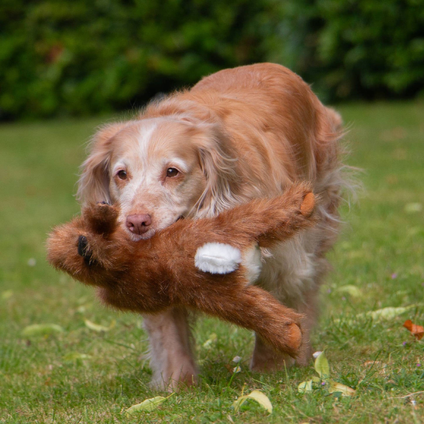Ancol Pet Products Ltd -  Heritage Collection Hare Like Dog Toy