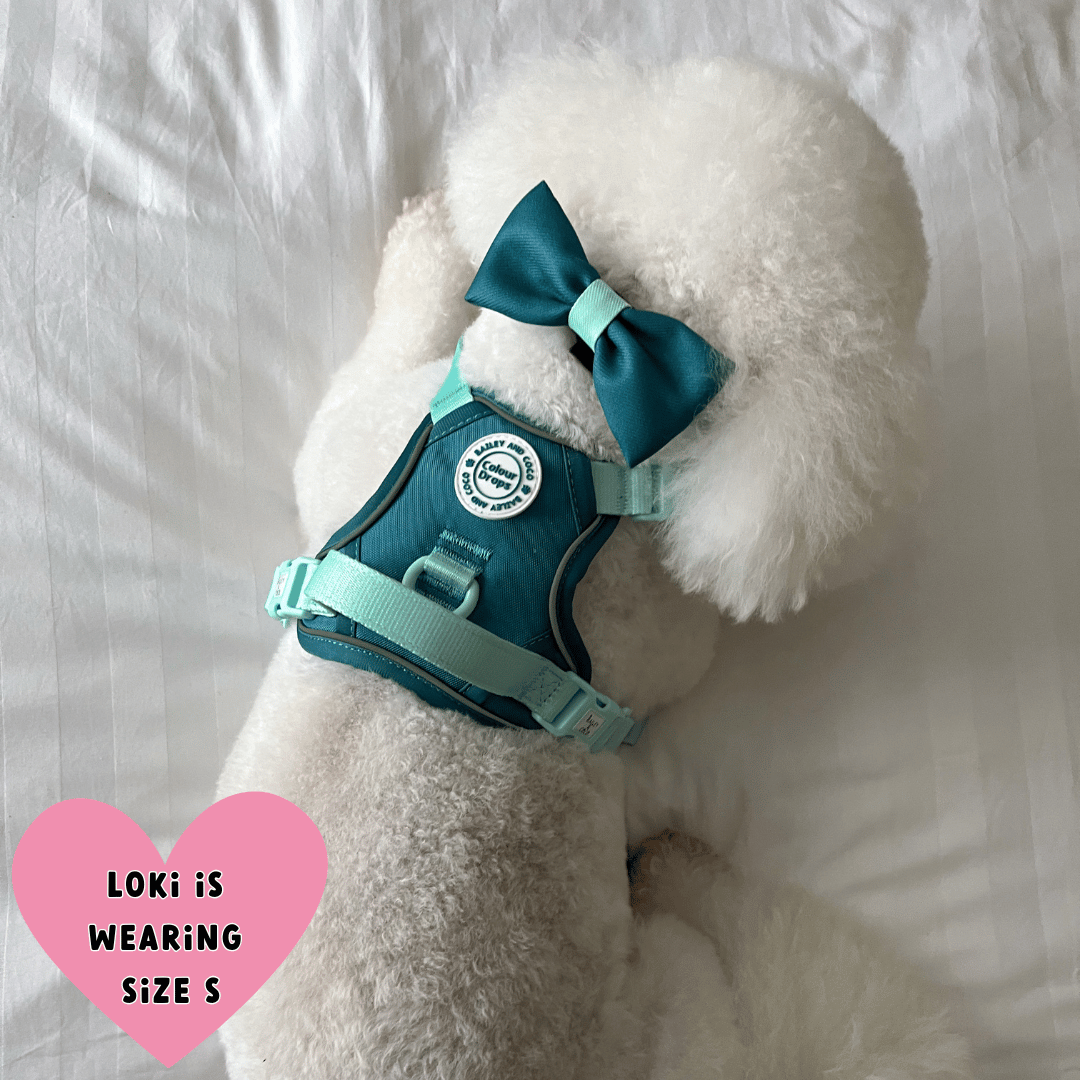 Bailey and Coco - Trail & Glow Dog Harness - COLOUR DROPS® - Ice Teal