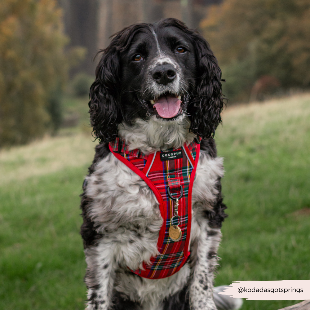 Cocopup London - Explore Harness - Tartan