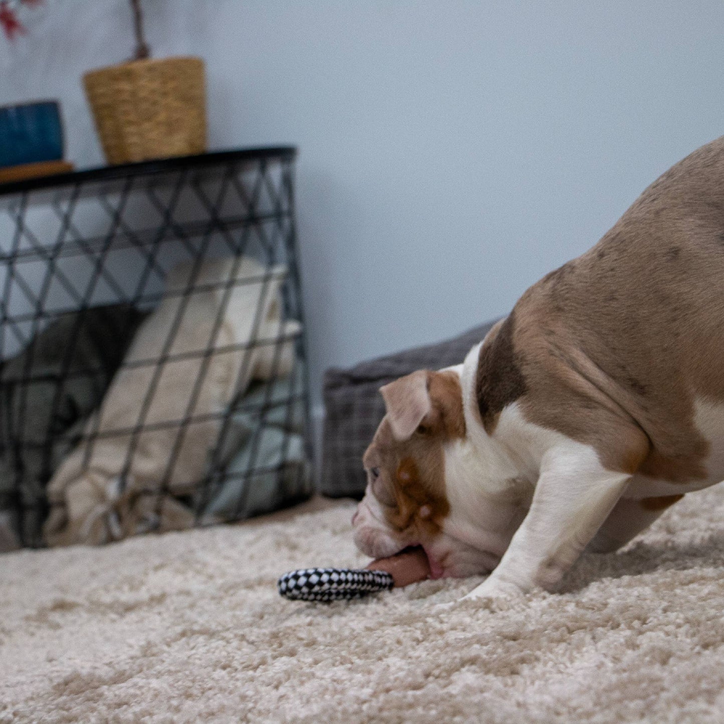 Ancol Pet Products Ltd - Small Bite Teether Tugger : Teddy
