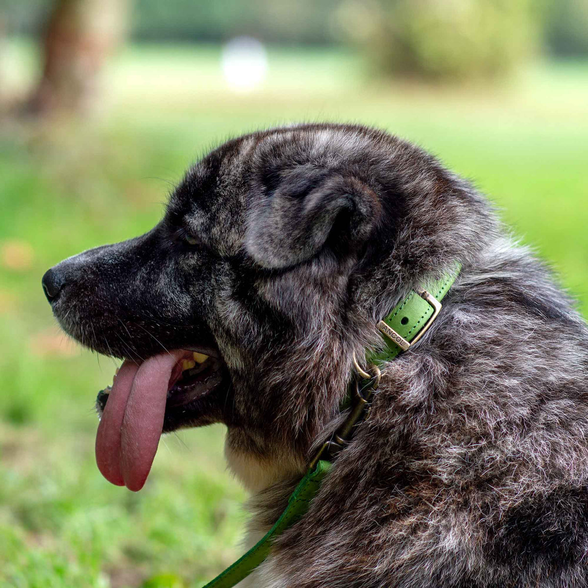 Ancol Pet Products Ltd - Timberwolf Leather Collar Green