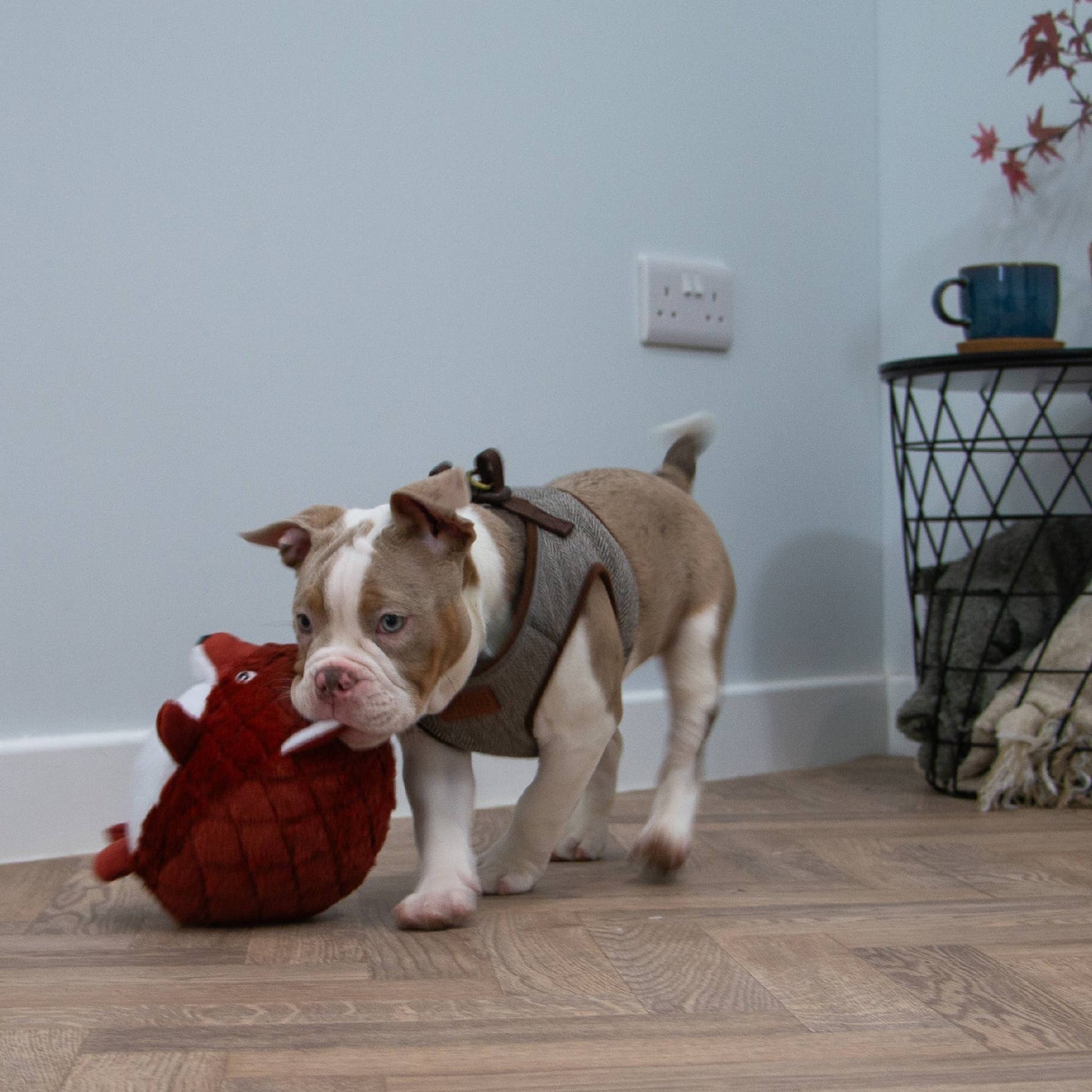 Ancol Pet Products Ltd - Playtime Cuddle Toy for Dogs - Quilted Woodland Animal