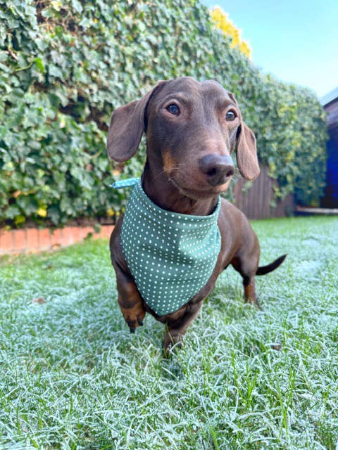 Pet Pooch Boutique - Antique Green Polka Dot Dog Bandana (classic) - Handmade