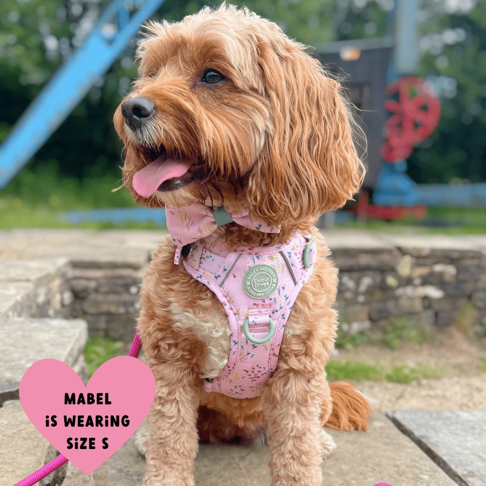 Bailey and Coco - Trail & Glow Dog Harness - COLOUR DROPS® - Pick Me