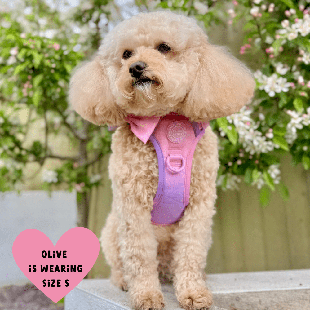 Bailey and Coco - Trail & Glow Dog Harness - COLOUR DROPS® - Love that for you