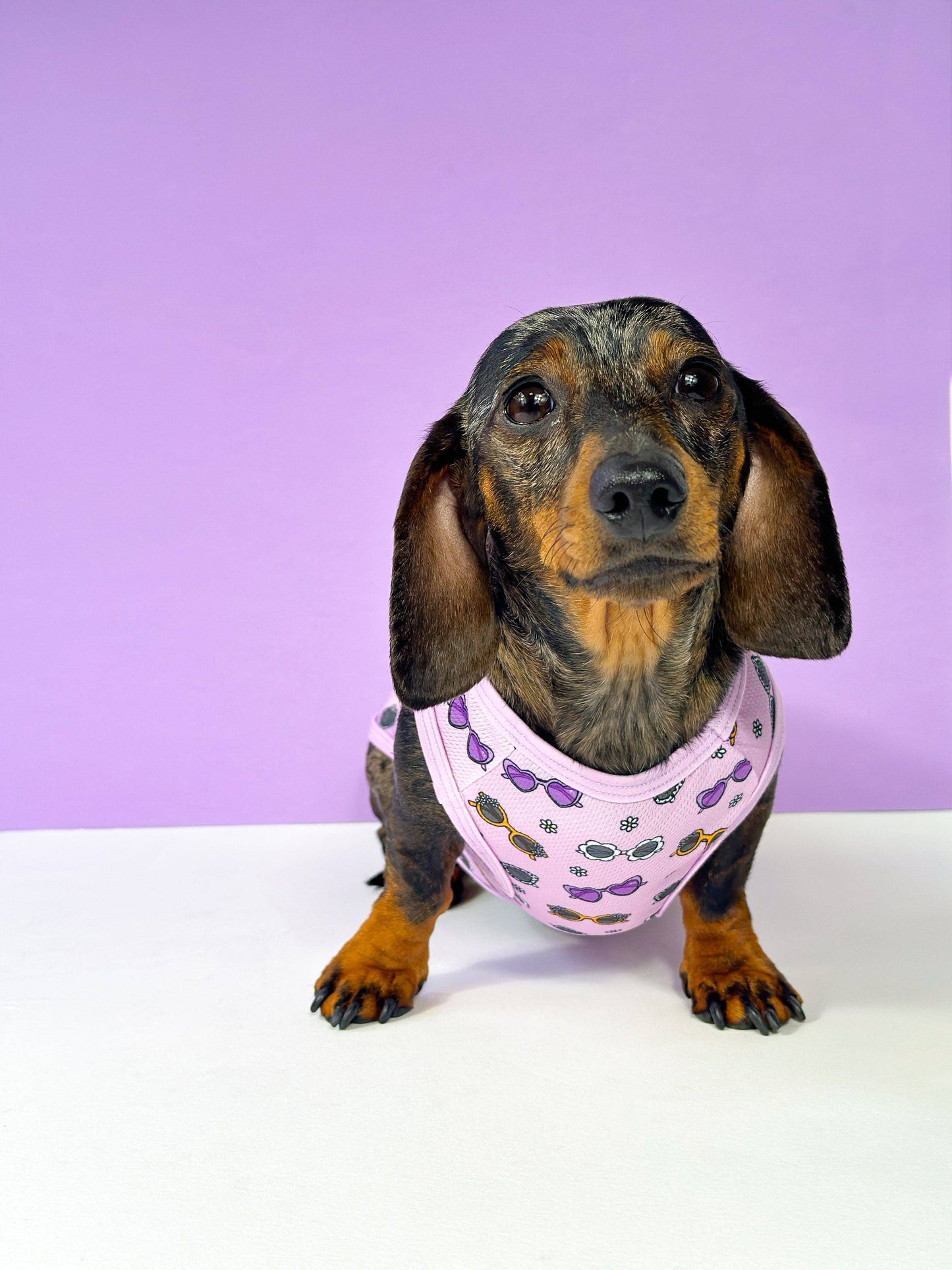 The Paw Print Boutique - The Sassy Sunnies Cooling Vest