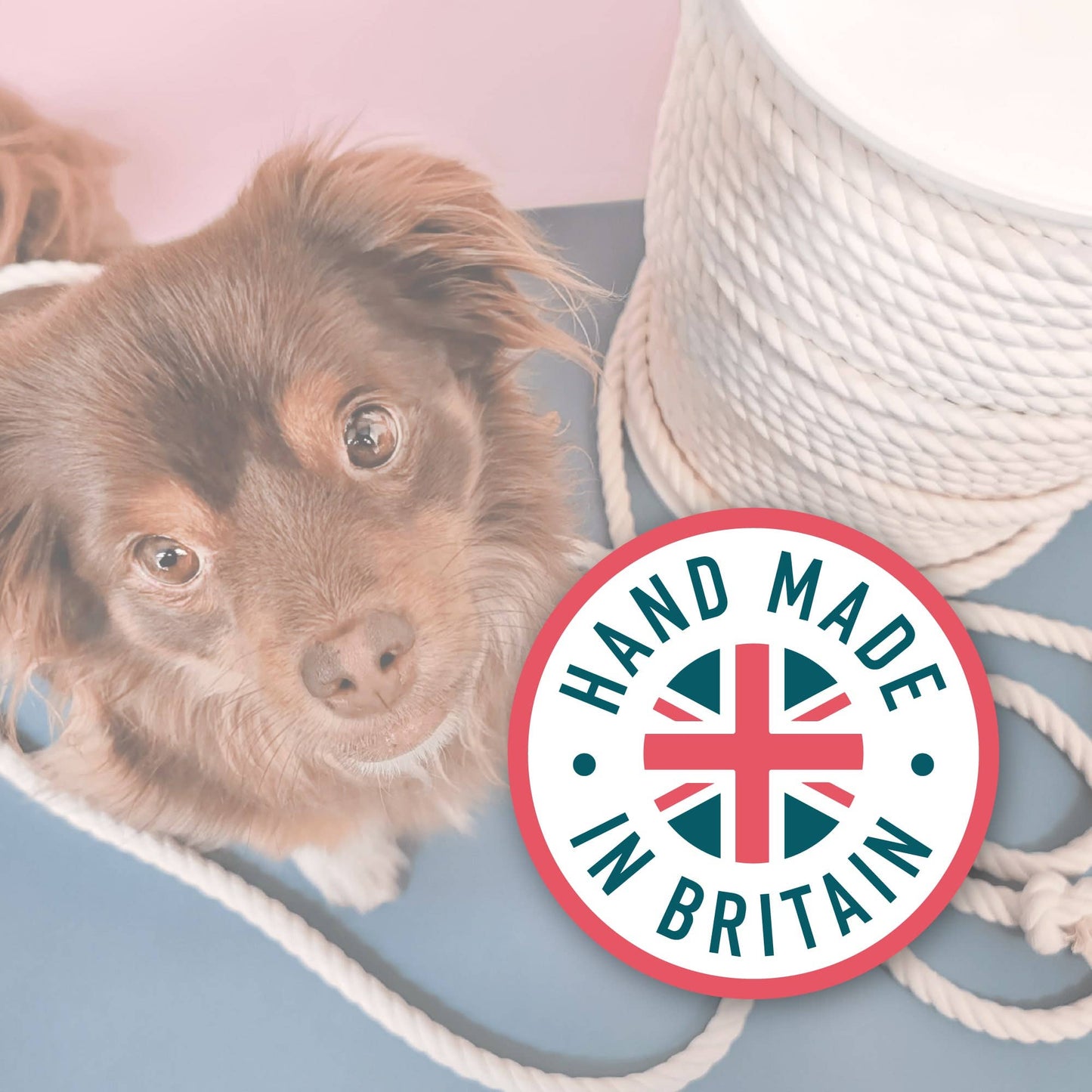 10 Tricks & Trivia Card Games in Display Unit | Dog Gifts