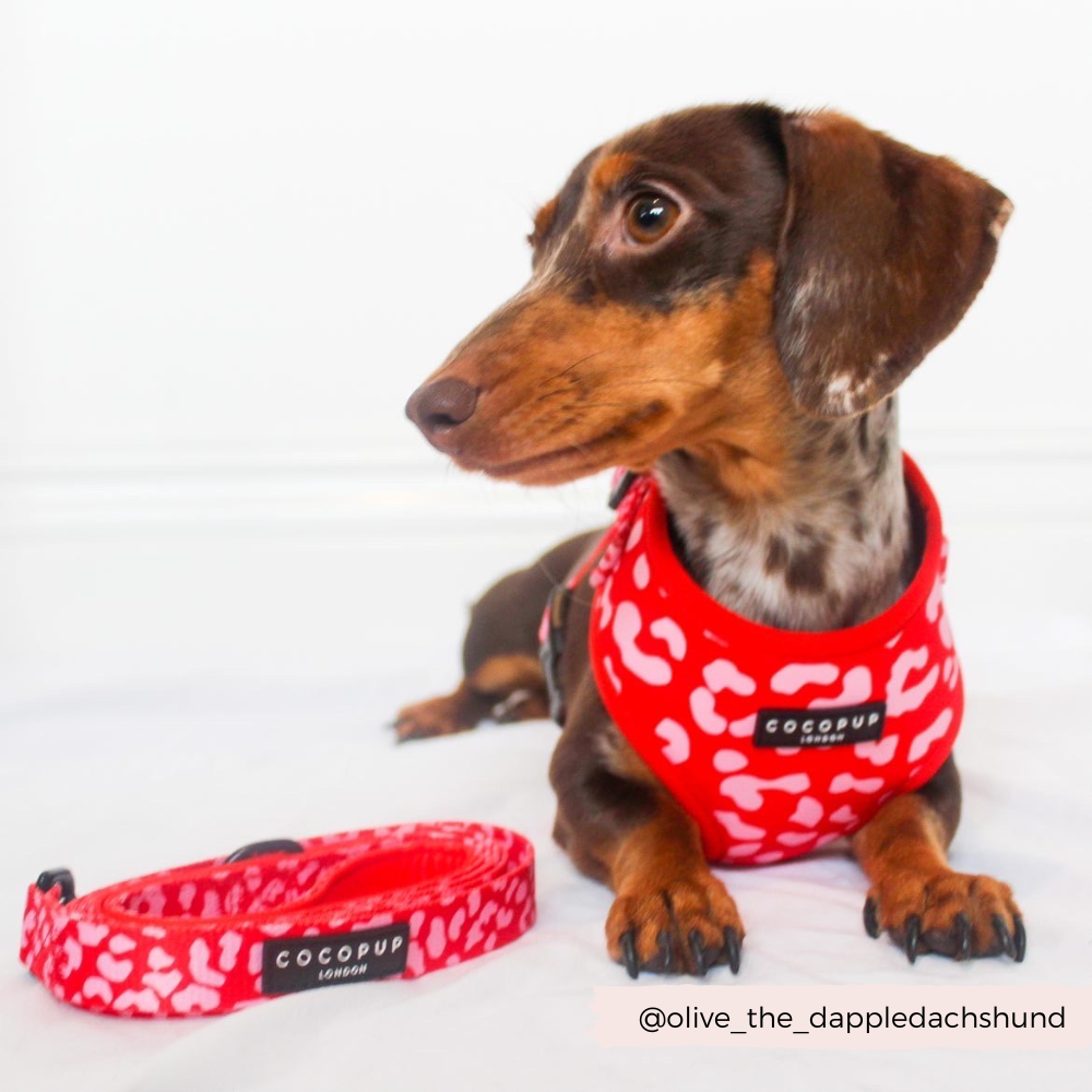 Cocopup London - Red & Pink Leopard Lead