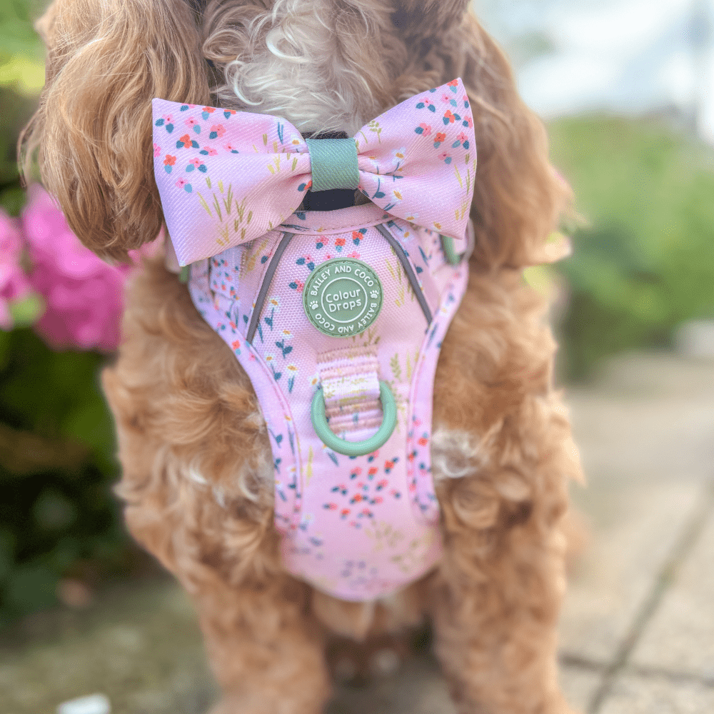 Bailey and Coco - Trail & Glow Dog Harness - COLOUR DROPS® - Pick Me