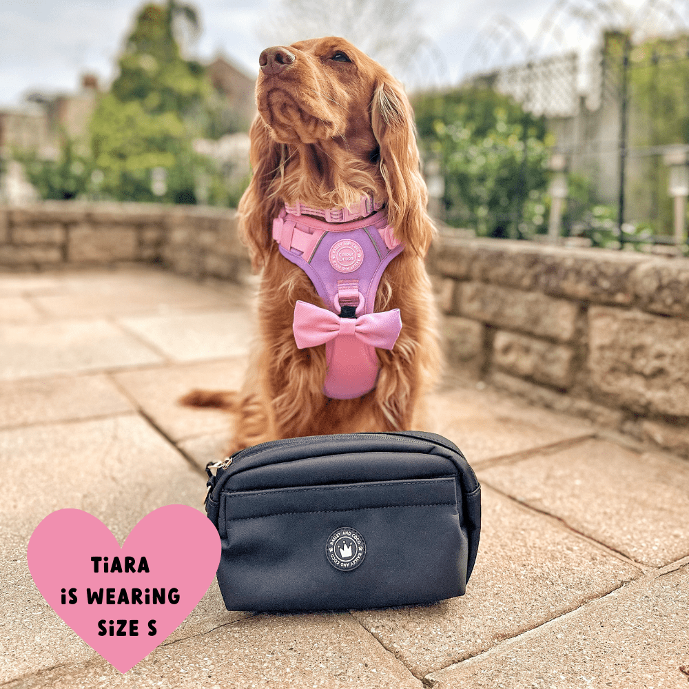 Bailey and Coco - Trail & Glow Dog Harness - COLOUR DROPS® - Love that for you