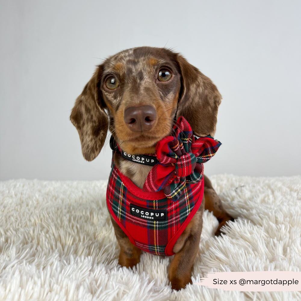 Cocopup London - Tartan Adjustable Neck HARNESS