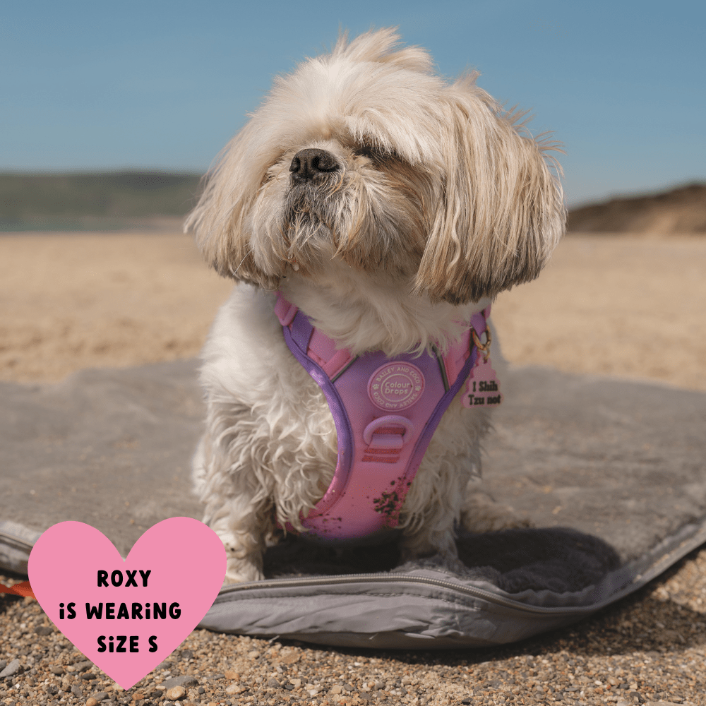 Bailey and Coco - Trail & Glow Dog Harness - COLOUR DROPS® - Love that for you