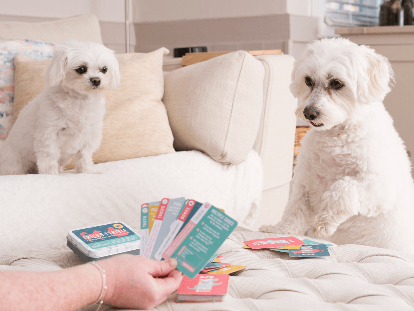 10 Tricks & Trivia Card Games in Display Unit | Dog Gifts