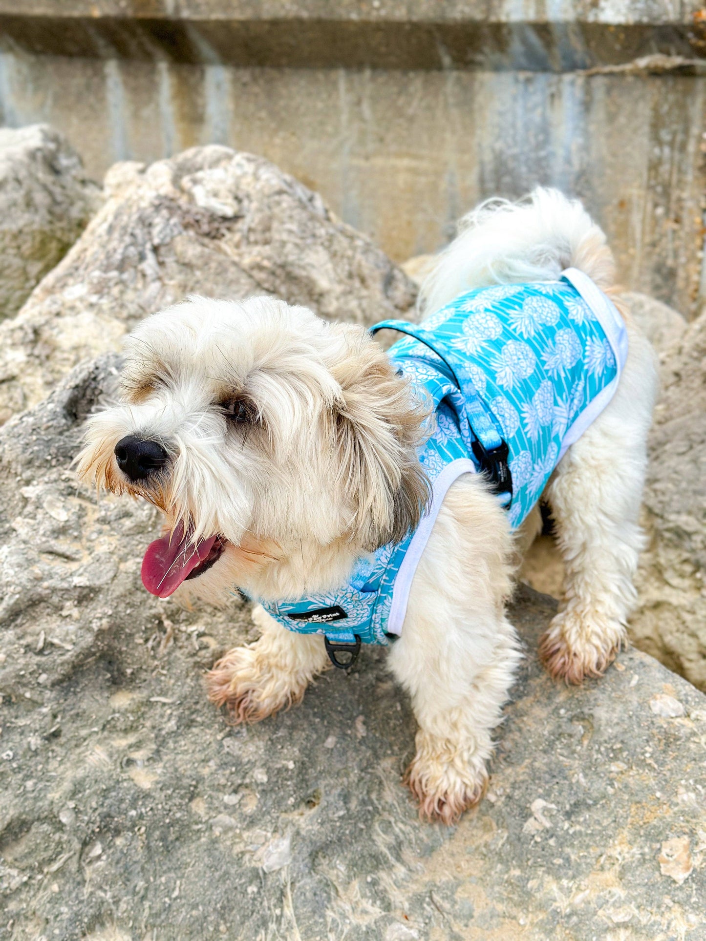 The Paw Print Boutique - The Pineapple Pawty Cooling Vest