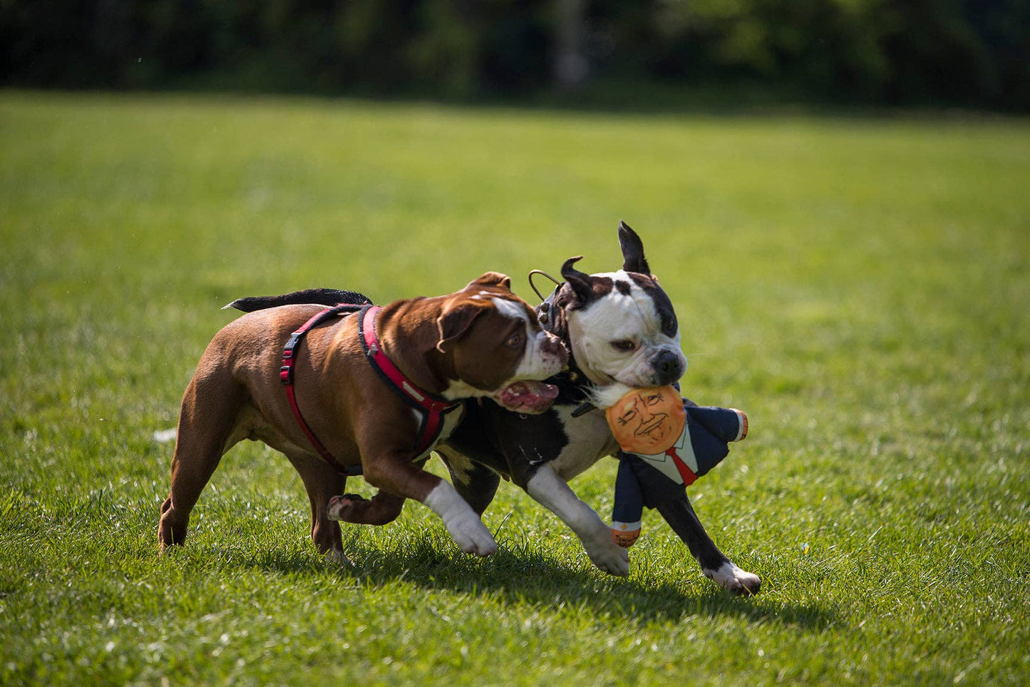 Pet Hates Toys - Donald Dog Toy
