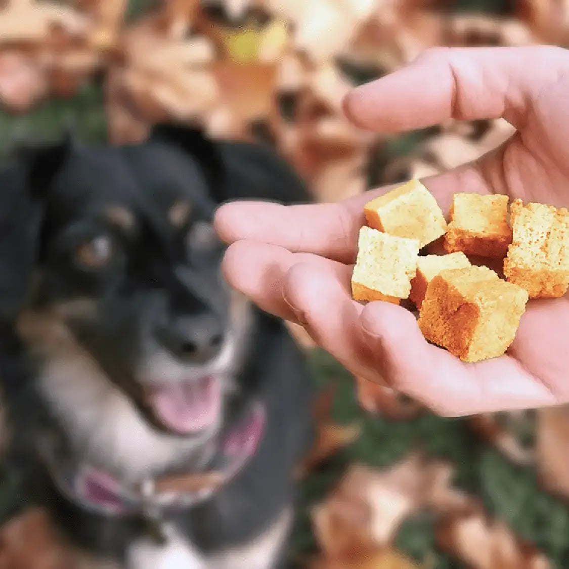 Lil' Scamp's Fish Bites