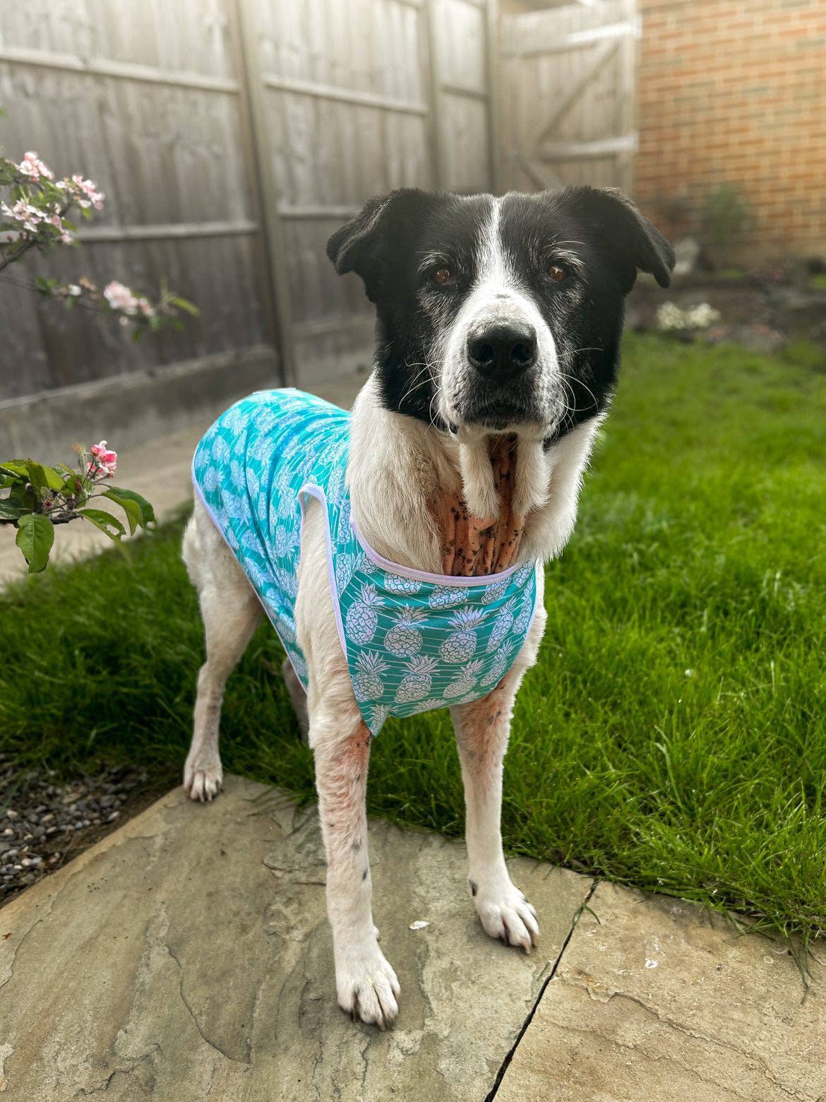 The Paw Print Boutique - The Pineapple Pawty Cooling Vest