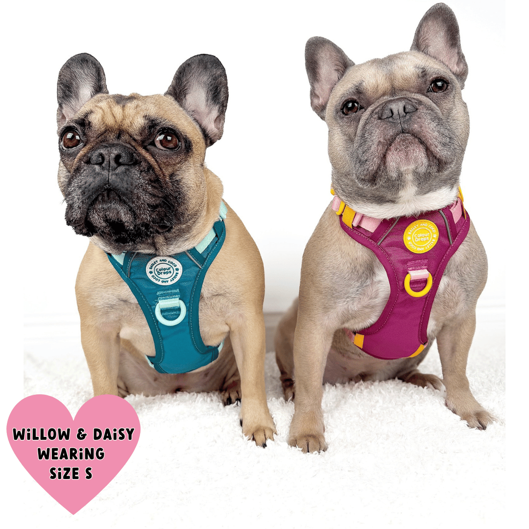 Bailey and Coco - Trail & Glow Dog Harness - COLOUR DROPS® - Ice Teal