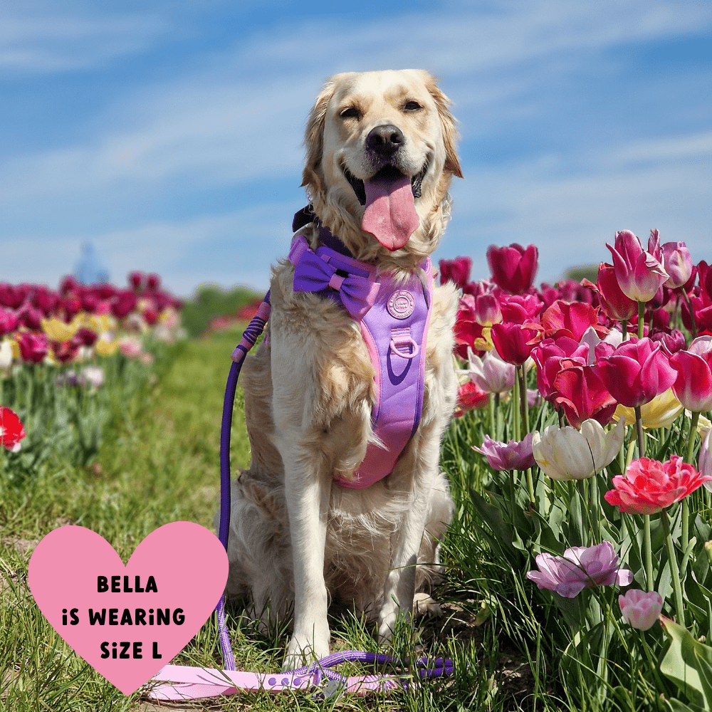 Bailey and Coco - Trail & Glow Dog Harness - COLOUR DROPS® - Love that for you