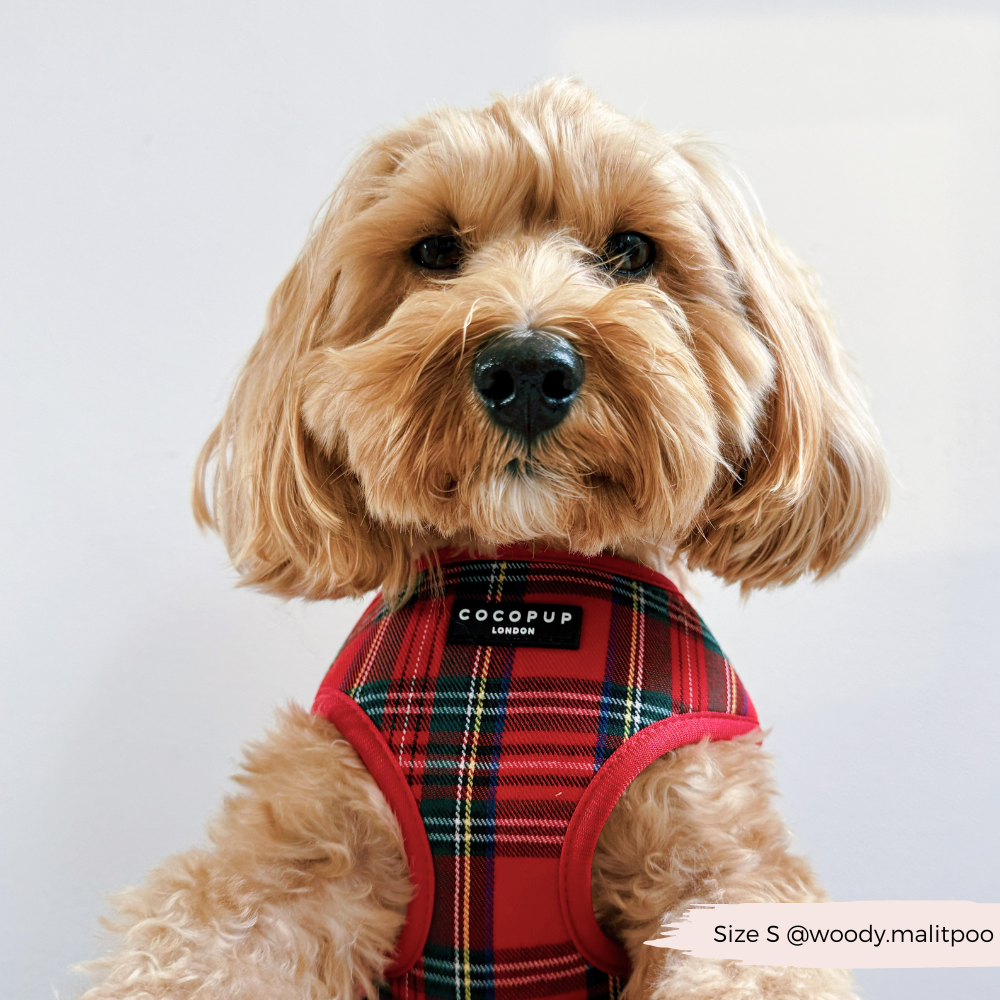 Cocopup London - Tartan Adjustable Neck HARNESS