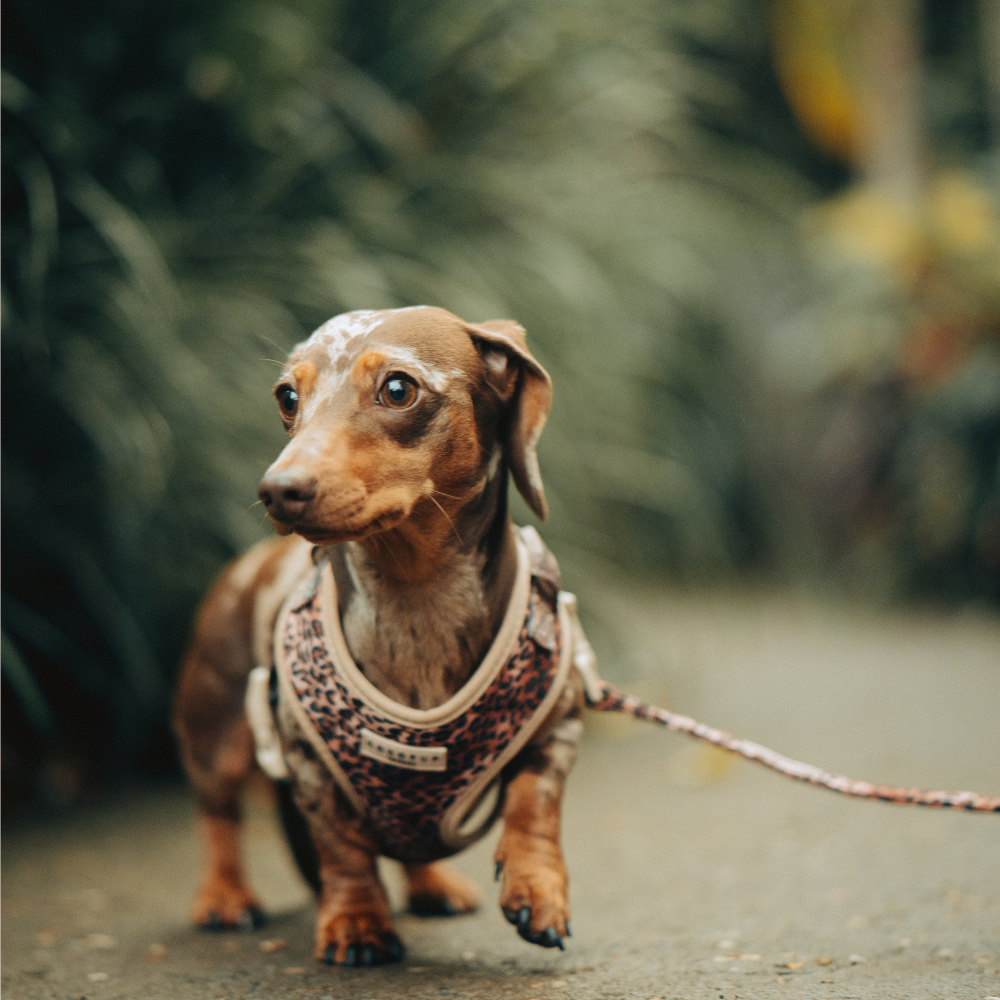 Cocopup London - Quilted Leopard Pup Lead