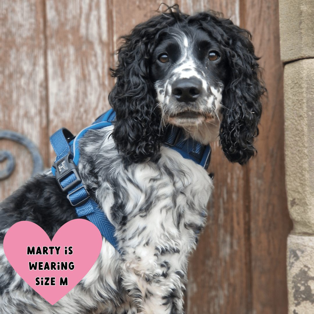Bailey and Coco - Trail & Glow Tweed Dog Harness - Sapphire Tweed