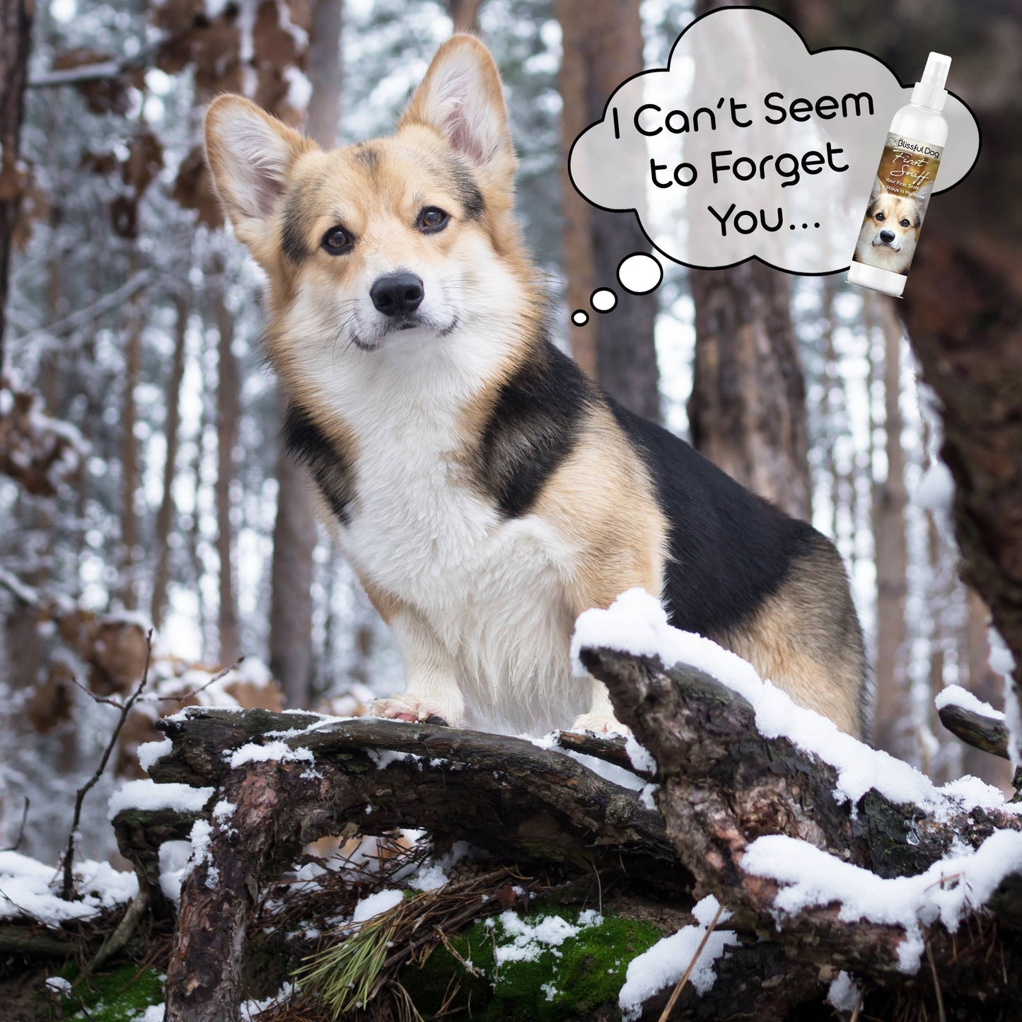 First Sniff Dog Cologne First Sniff Stays on Your Mind