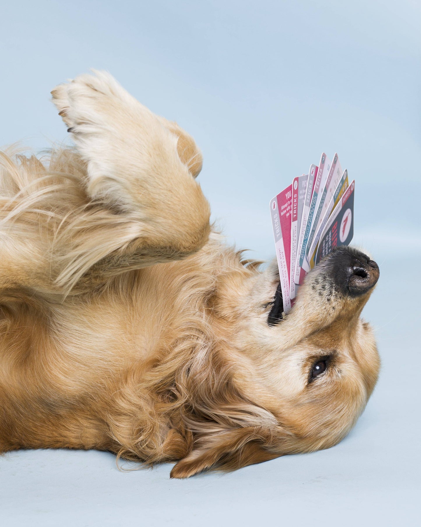 10 Tricks & Trivia Card Games in Display Unit | Dog Gifts
