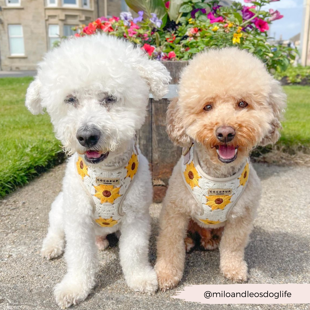 Cocopup London - Sunflower Patch Adjustable Neck Harness