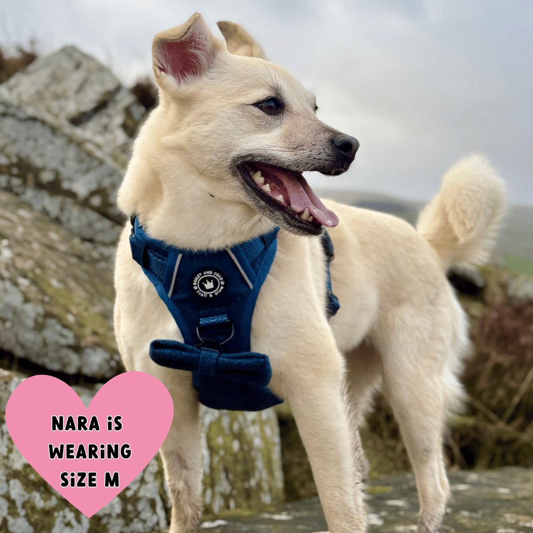 Bailey and Coco - Trail & Glow Tweed Dog Harness - Sapphire Tweed